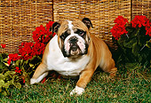 DOG 05 FA0009 01
Bulldog Laying On Grass By Red Flowers