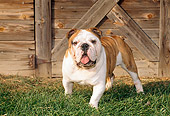 DOG 05 FA0011 01
Bulldog Standing On Grass By Wooden Door