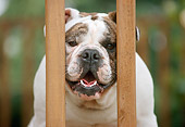DOG 05 GR0004 01
English Bulldog Laying On Deck Peering Between Posts
