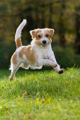 DOG 05 KH0002 01
Kromfohrlander Running In Field