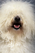 DOG 05 KH0003 01
Bolognese Head Shot