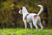 DOG 05 KH0004 01
Kromfohrlander Standing And Looking Away In Field