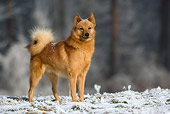 DOG 05 KH0011 01
Finnish Spitz Standing On Snow By Woods