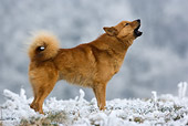 DOG 05 KH0012 01
Finnish Spitz Standing On Snow Howling Profile