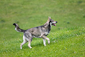 DOG 05 KH0013 01
Saarloos Wolfdog Walking In Field Profile