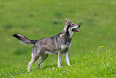 DOG 05 KH0015 01
Saarloos Wolfdog Standing In Field Profile
