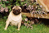 DOG 05 LS0001 01
Pug Sitting On Grass By Lilacs And Wheelbarrow