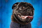 DOG 05 MQ0001 01
Head Shot Of Black Pug In Sweater