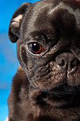 DOG 05 MQ0003 01
Close Up Face Shot Of Black Pug