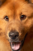 DOG 05 MQ0006 01
Close Up Face Shot Of Chow Chow