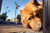 DOG 05 MQ0008 01
Head Shot Of Chow Chow Peeking Brooklyn New York