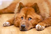 DOG 05 MQ0009 01
Head Shot Of Chow Chow Laying Down