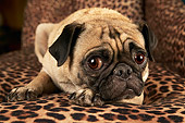 DOG 05 MQ0012 01
Head Shot Of Pug Laying Down