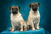 DOG 05 MQ0018 01
Portrait Of Two Pug Dogs Sitting Blue Background