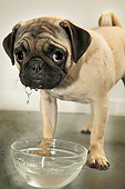 DOG 05 MQ0022 01
Pug Drinking Water From Bowl