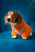 DOG 05 MQ0025 01
Portrait Of Dachshund Sitting In Sweater Blue Background