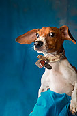 DOG 05 MQ0026 01
Portrait Head Shot Of Dachsund Blue Background