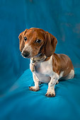 DOG 05 MQ0027 01
Portrait Of Dachsund Sitting Blue Background
