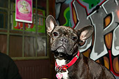 DOG 05 MQ0028 01
Head Shot Of French Bulldog