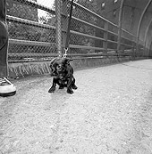 DOG 05 MQ0030 01
Black Chihuahua On Leash Sitting On Pavement Manhattan New York