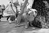 DOG 05 MQ0033 01
Bulldog On Leash Standing On Pavement Manhattan New York