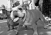 DOG 05 MQ0034 01
Bulldog Walking On Pavement Manhattan New York