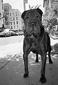 DOG 05 MQ0035 01
Shar Pei Standing On Pavement Manhattan New York