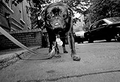 DOG 05 MQ0037 01
Black Pug On Leash Walking On Sidewalk Manhattan New York