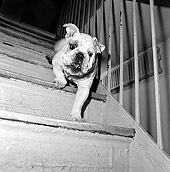 DOG 05 MQ0042 01
Bulldog Coming Down Stairs