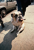 DOG 05 MQ0044 01
Humorous Shot Of Bulldog On Leash Sitting On Sidewalk Manhattan New York