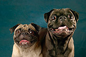 DOG 05 MQ0056 01
Portrait Of Two Pug Dogs