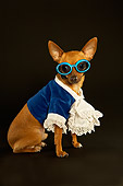 DOG 05 MQ0065 01
Humorous Brown Chihuahua Wearing Blue Shirt With Ruffles And Glasses On Dark Background