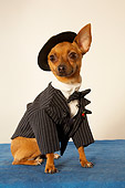 DOG 05 MQ0066 01
Humorous Brown Chihuahua Wearing Pinstripe Suit, Bow Tie And Beret On Blue Carpet