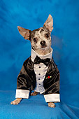 DOG 05 MQ0067 01
Humorous Gray And White Chihuahua Wearing Silk Tuxedo On Blue Background
