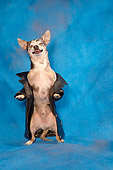 DOG 05 MQ0068 01
Humorous Gray And White Chihuahua Wearing Leather Jacket On Hind Legs On Blue Background