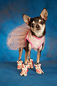 DOG 05 MQ0071 01
Humorous Black And White Chihuahua Wearing Pink Tutu And Shoes On Blue Background