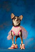DOG 05 MQ0072 01
Humorous Black And White Chihuahua Wearing Pink Tutu And Shoes On Blue Background