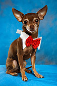 DOG 05 MQ0074 01
Humorous Brown And White Chihuahua Wearing Red Bow Tie On Blue Background