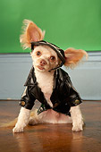 DOG 05 MQ0075 01
Humorous Tan Chihuahua Wearing Black Leather Jacket And Cap