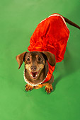 DOG 05 MQ0076 01
Humorous Overhead Shot Of Brown Dachshund Wearing Red Dress On Green Background