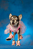 DOG 05 MQ0077 01
Humorous Black And White Chihuahua Wearing Pink Tutu And Shoes On Blue Background