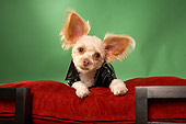 DOG 05 MQ0078 01
Humorous Tan Chihuahua Wearing Black Leather Jacket On Red Couch