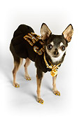DOG 05 MQ0079 01
Humorous Black And White Chihuahua Wearing Black Shirt And Gold Chains On White Background