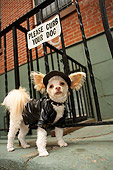 DOG 05 MQ0080 01
Humorous Tan Chihuahua Wearing Black Leather Jacket And Cap By Gate