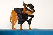 DOG 05 MQ0082 01
Humorous Brown Chihuahua Wearing Pinstripe Suit, Bow Tie And Beret On Blue Carpet