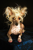 DOG 05 MQ0083 01
Portrait Of Chinese Crested Dog Laying Facing Camera Dark Background