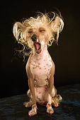 DOG 05 MQ0084 01
Portrait Of Chinese Crested Dog Yawning Facing Camera Dark Background