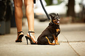 DOG 05 MQ0085 01
Black And Tan Shorthair Chihuahua Sitting On Sidewalk Next to Owner