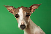DOG 05 MQ0086 01
Humorous Head Shot Of Italian Greyhound Facing Camera Green Background Studio