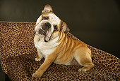 DOG 05 MQ0088 01
Humorous Bulldog Sitting On Chaise Longue